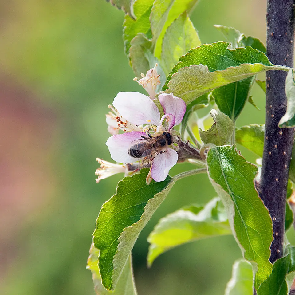 Bee pollinating an orchard blossom