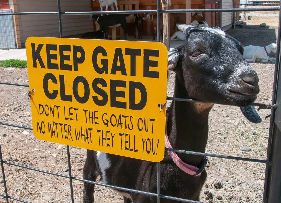 A goat wants out