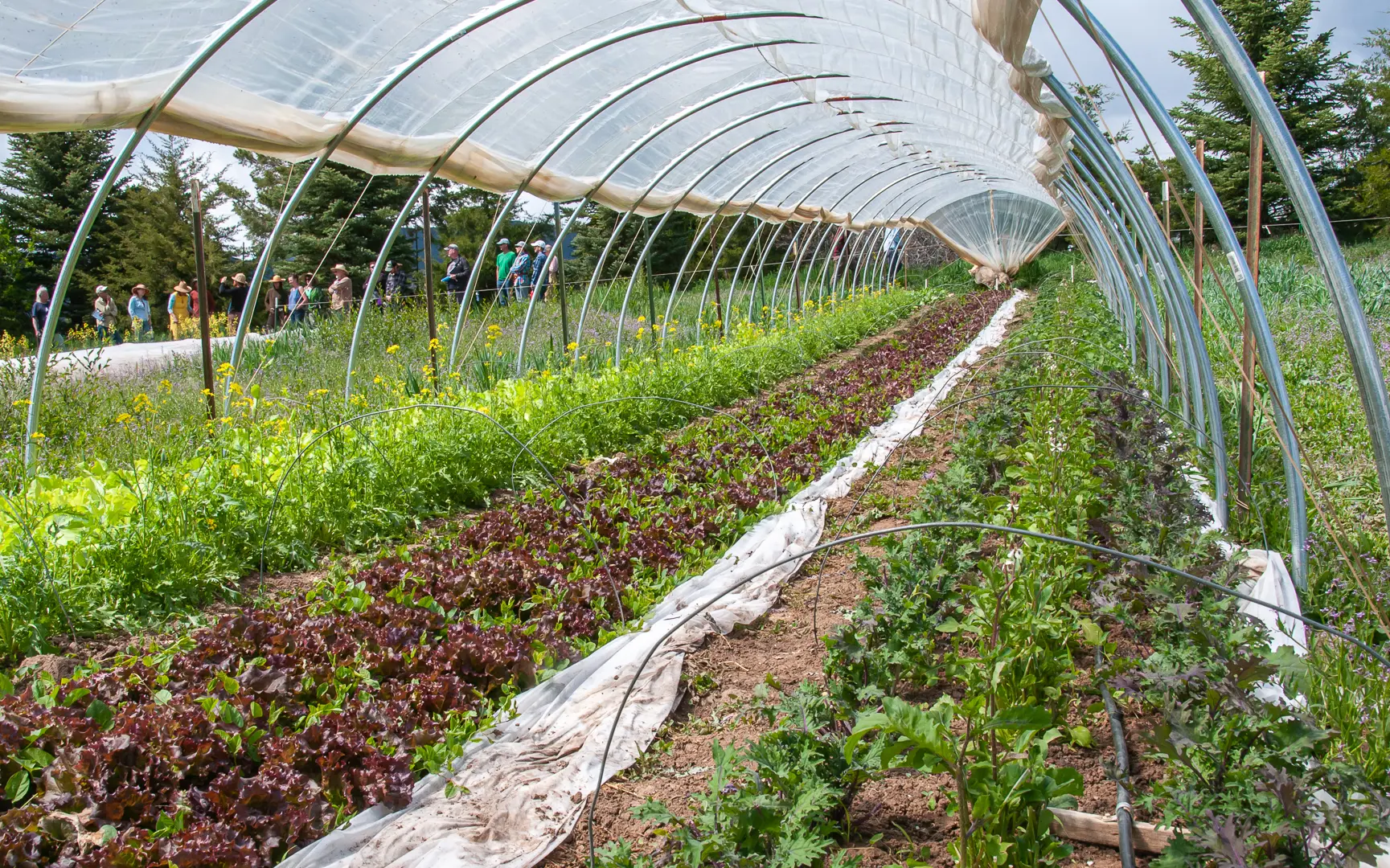 A hoop covering rows of crops