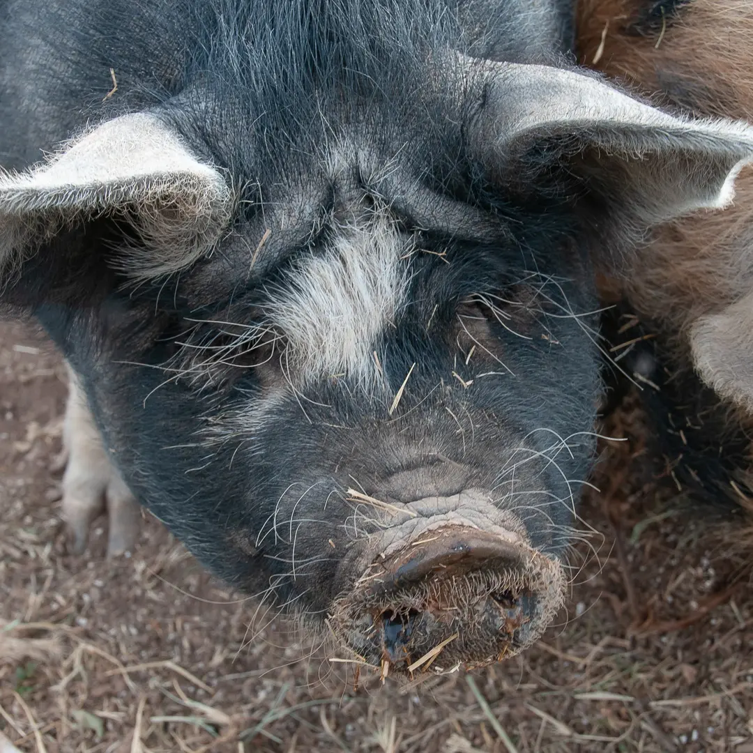 A kune kune pig