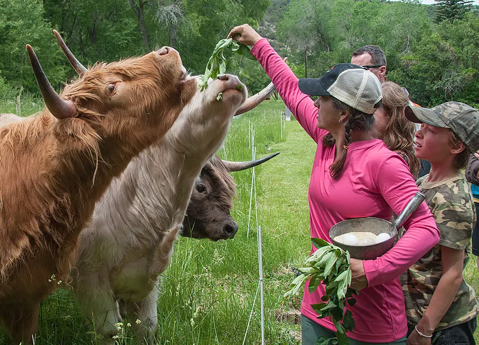 Scottish Highland cows