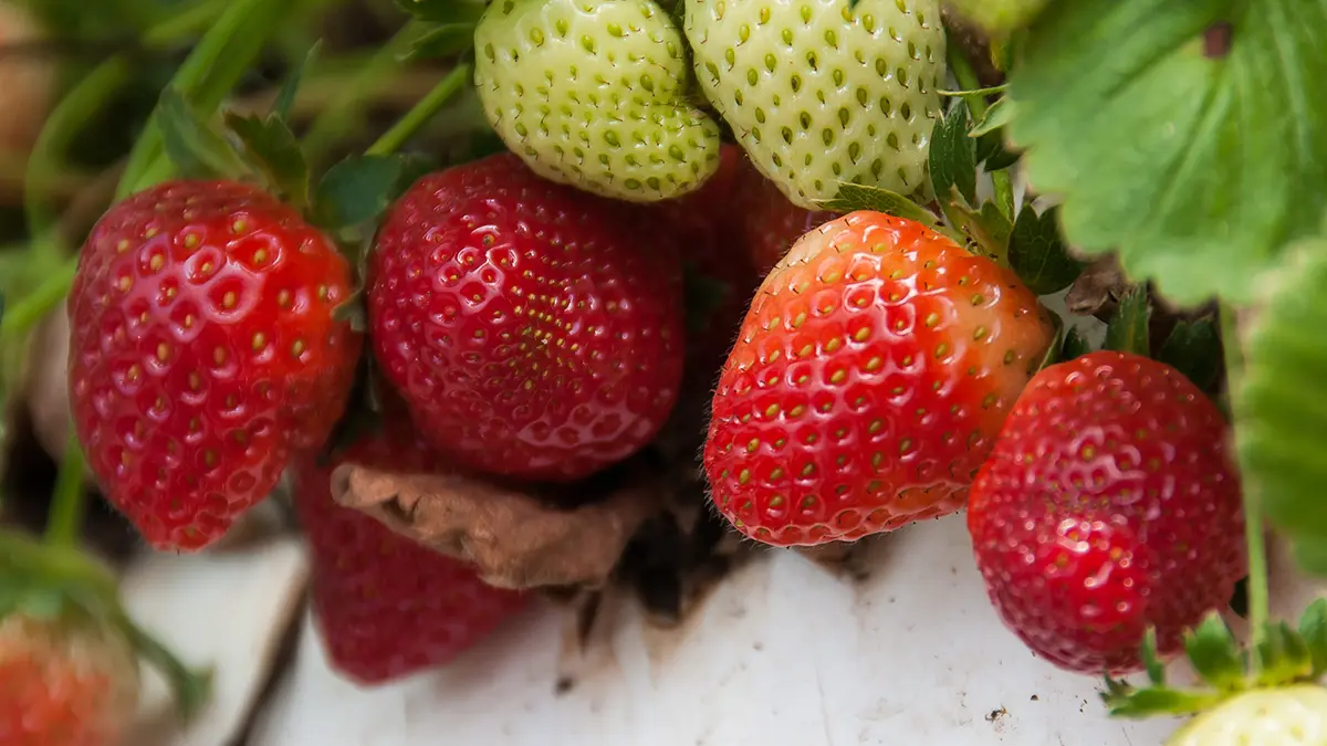 Strawberries in an irrigation pipe