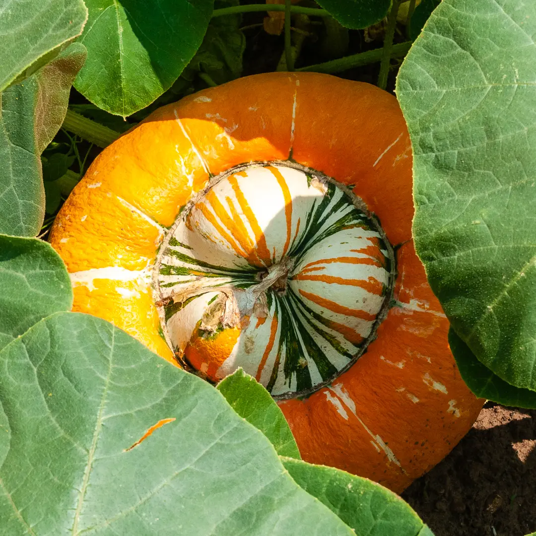 Turban squash from Orchard Valley Farm