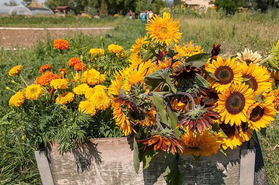 Zephyros flowers in a cart